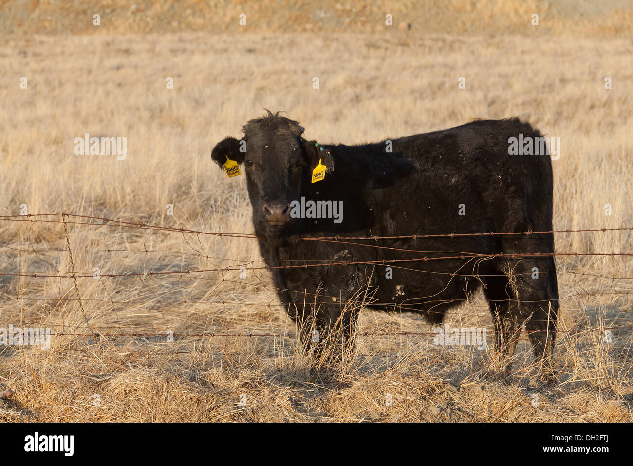 Angus cow in dry grass field - Coalinga, California USA Stock Photo