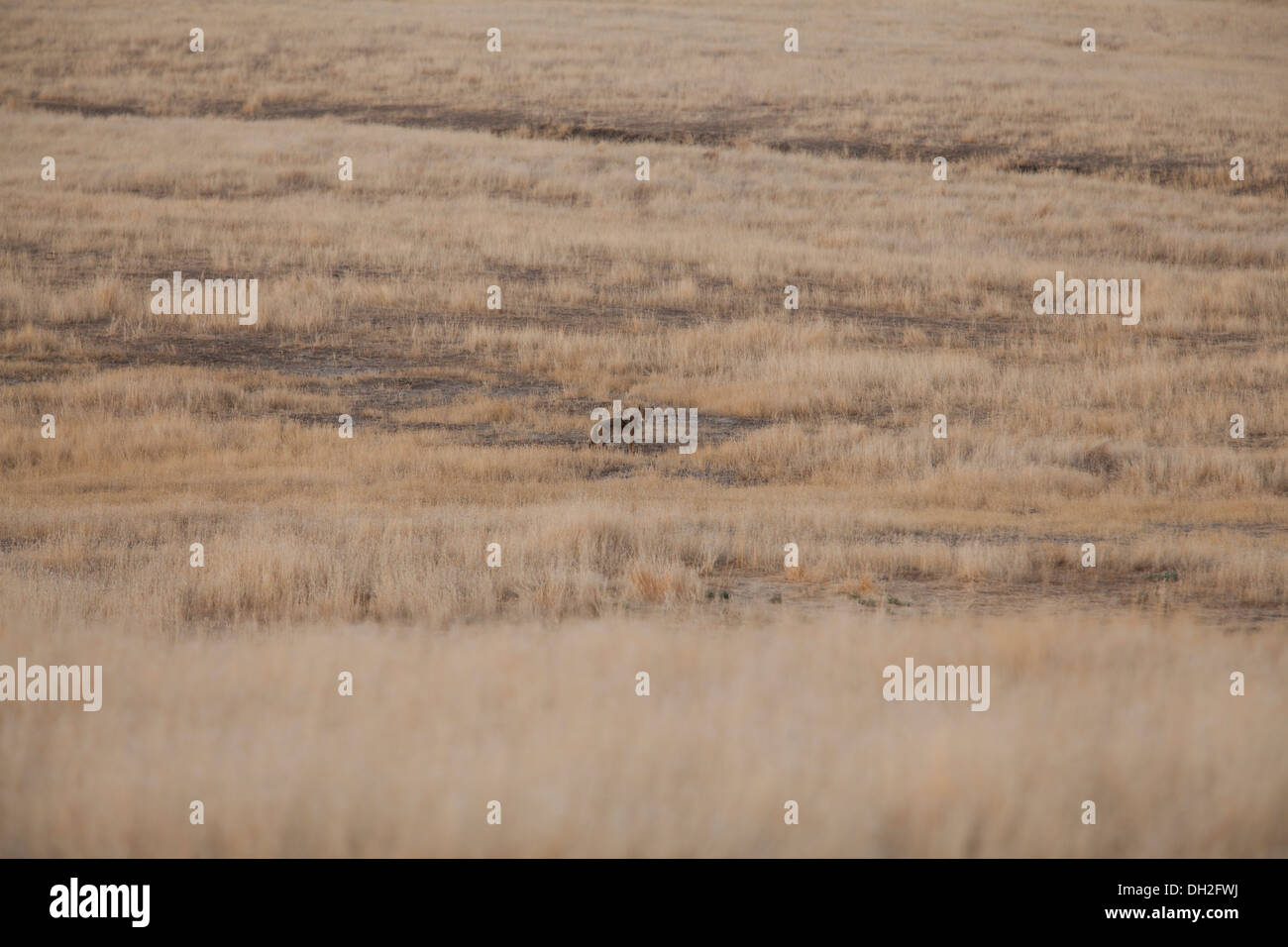 North-American coyote in dry grass field (canis latrans) - California, USA Stock Photo