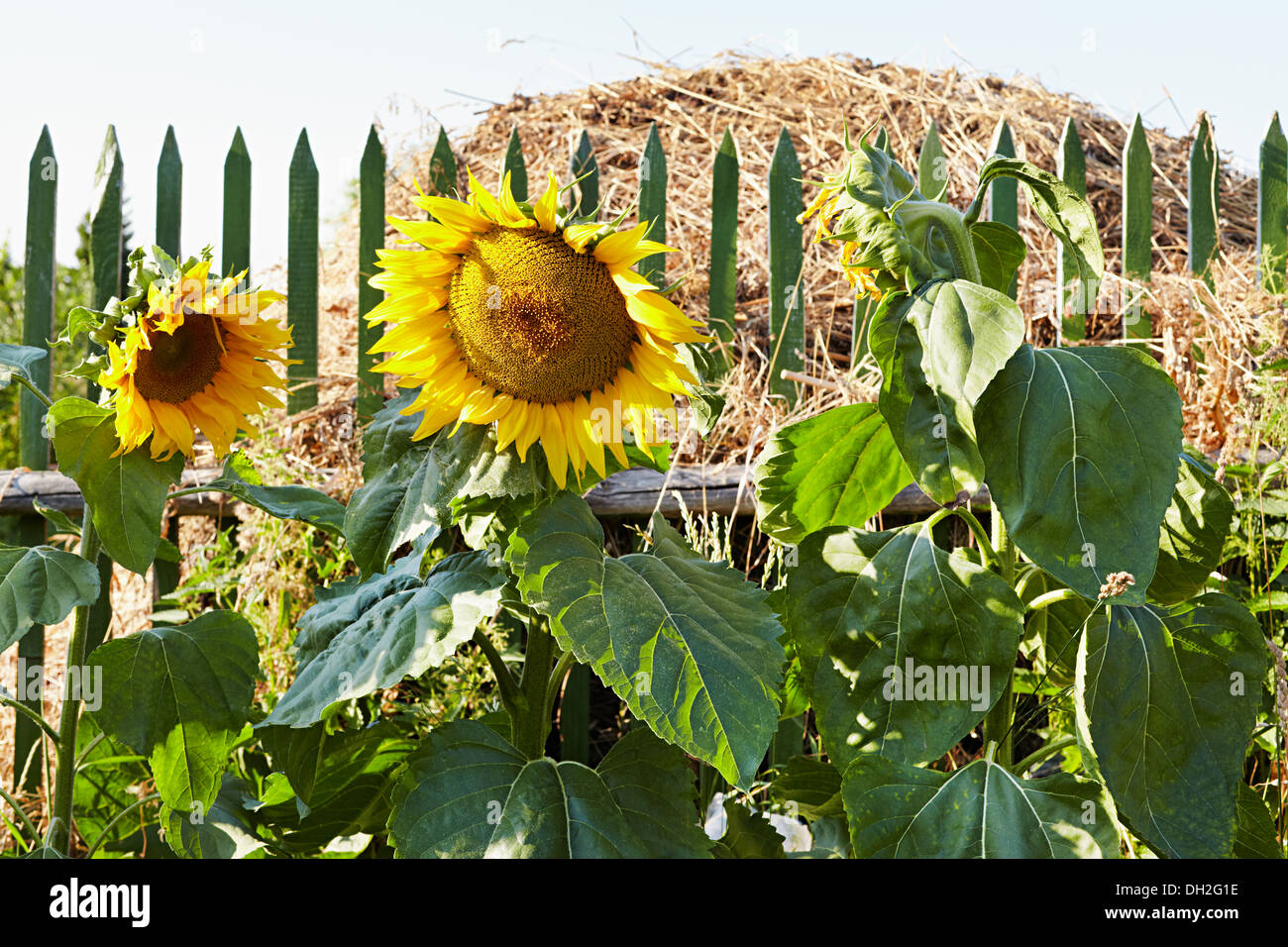 Sunflowers wooden fence hi-res stock photography and images - Alamy