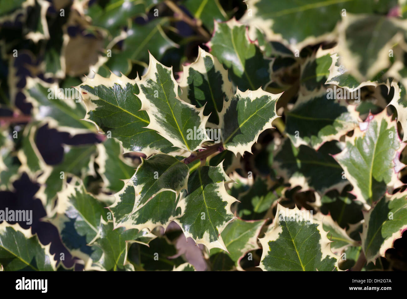 Variegated English Holly (Ilex aquifolium - Argentea Marginata) leaves Stock Photo