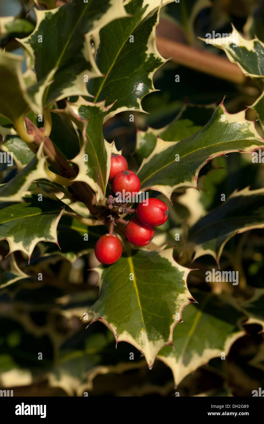 Variegated English Holly Ilex Aquifolium Argentea Marginata Leaves And Berries Stock Photo Alamy