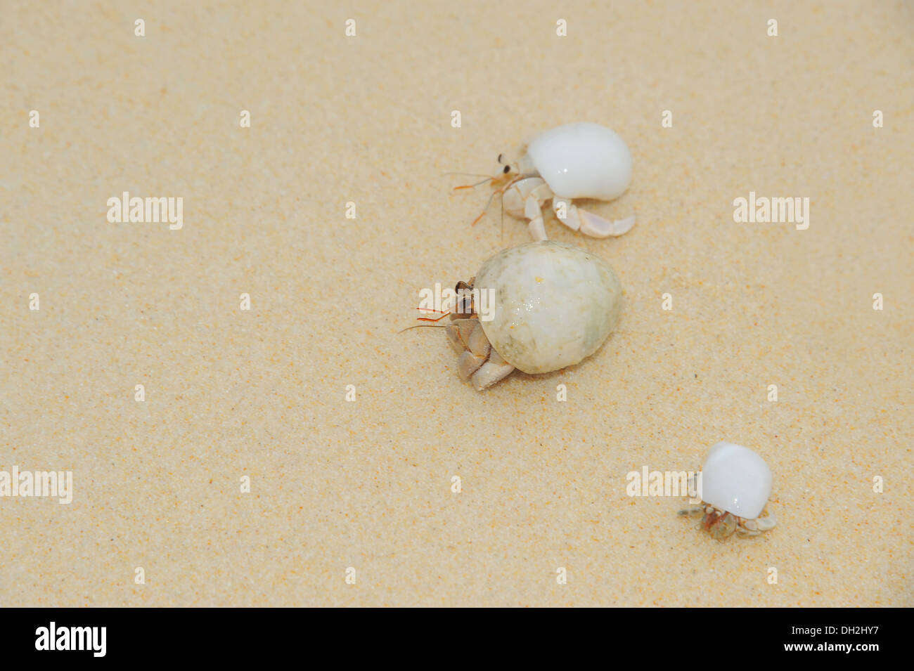 Baby Hermit Crabs
