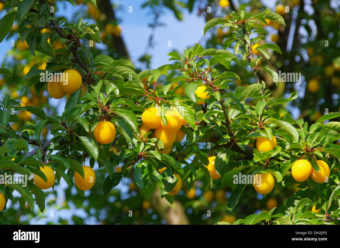 Mirabellen am Baum - mirabelle plums at the tree 01 Stock Photo - Alamy