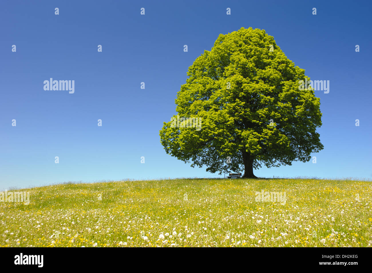 Idyllic landscape single tree hi-res stock photography and images - Alamy