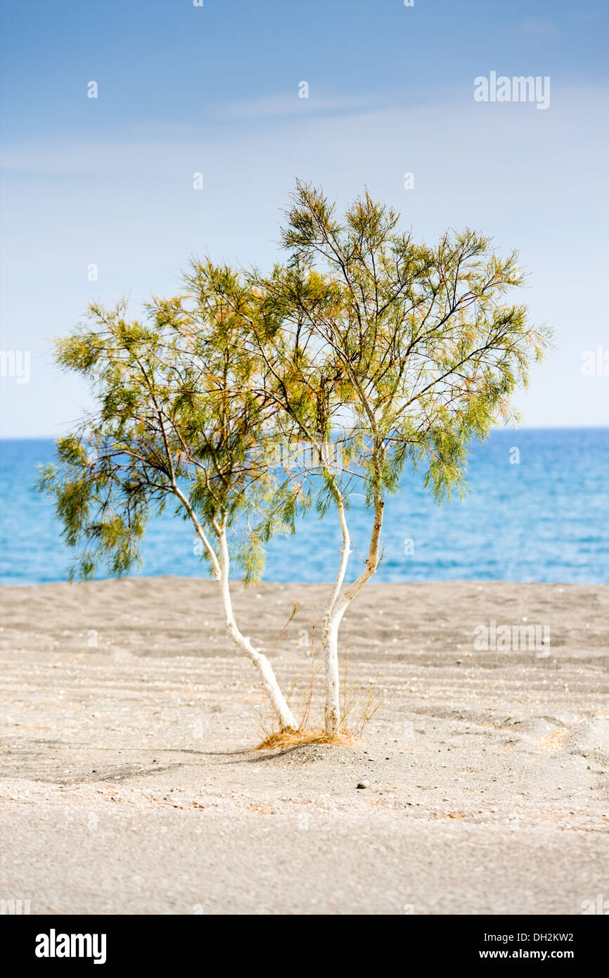 Tree By The Sea Stock Photo Alamy