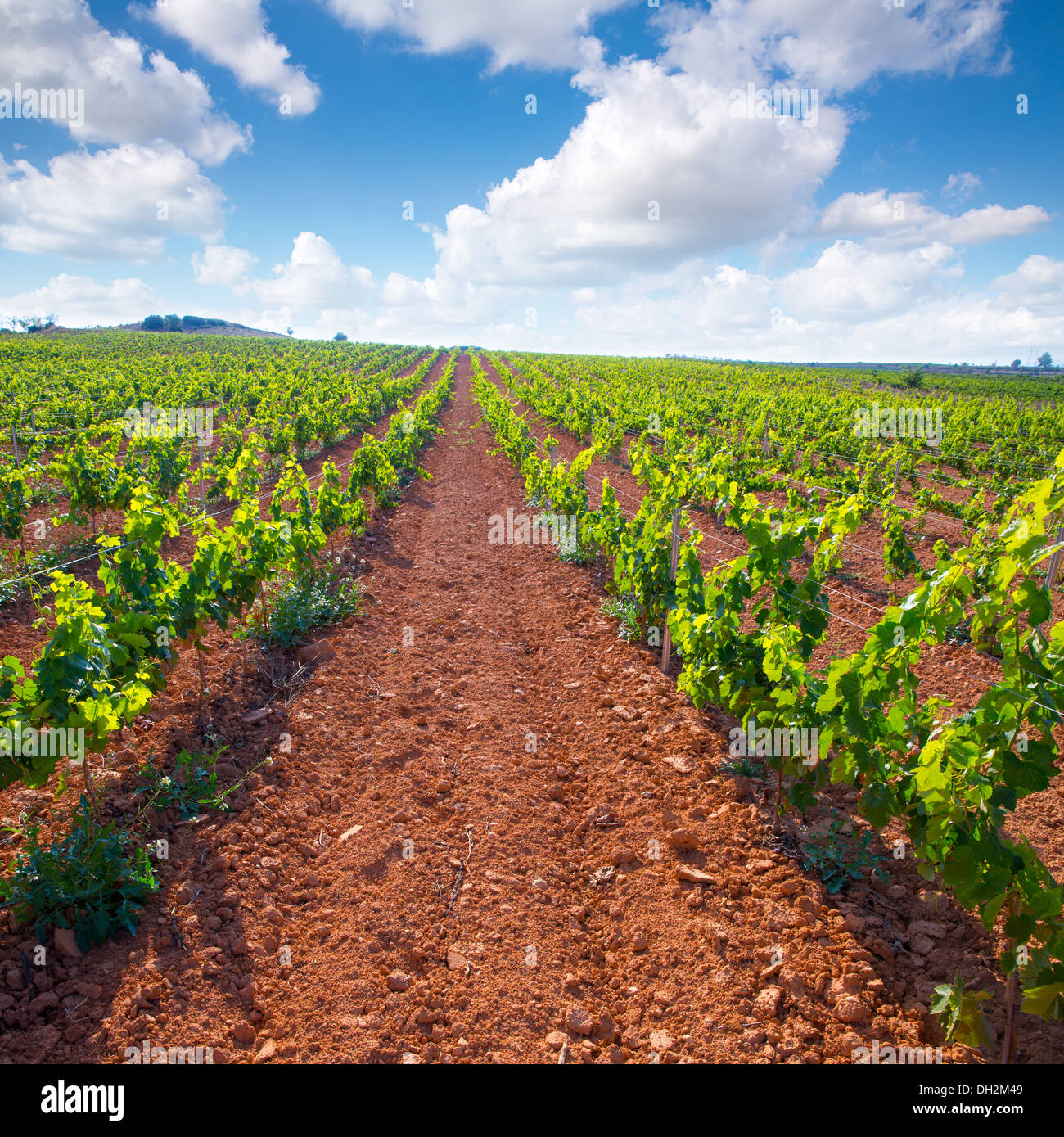 Utiel Mediterranean vineyards in Utiel Requena at Spain wines Stock Photo - Alamy