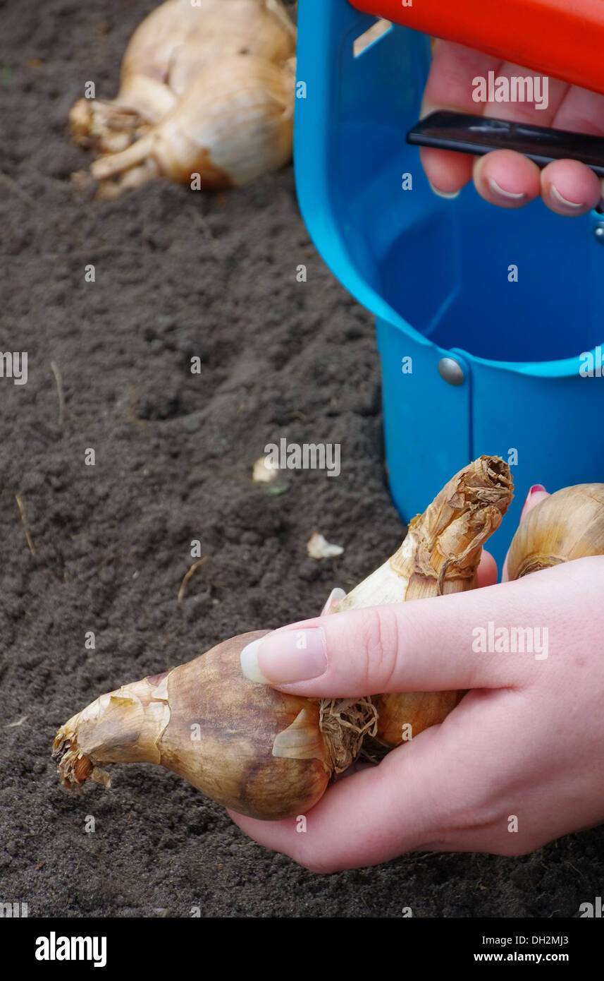 Zwiebel stecken - bulb planting 27 Stock Photo