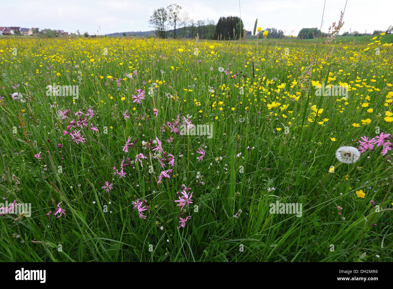 Lychnis flos-oculi and Ranunculus acris Stock Photo