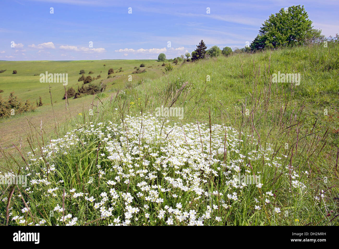 Heath with field chickweed, Cerastium arvense Stock Photo