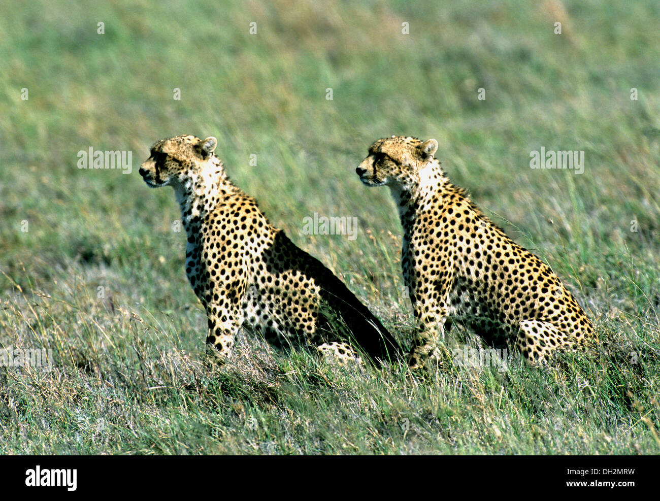 Worlds fastest animal hi-res stock photography and images - Alamy