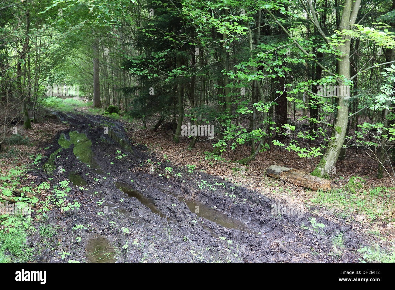 Soil destruction due to forestry activities Stock Photo