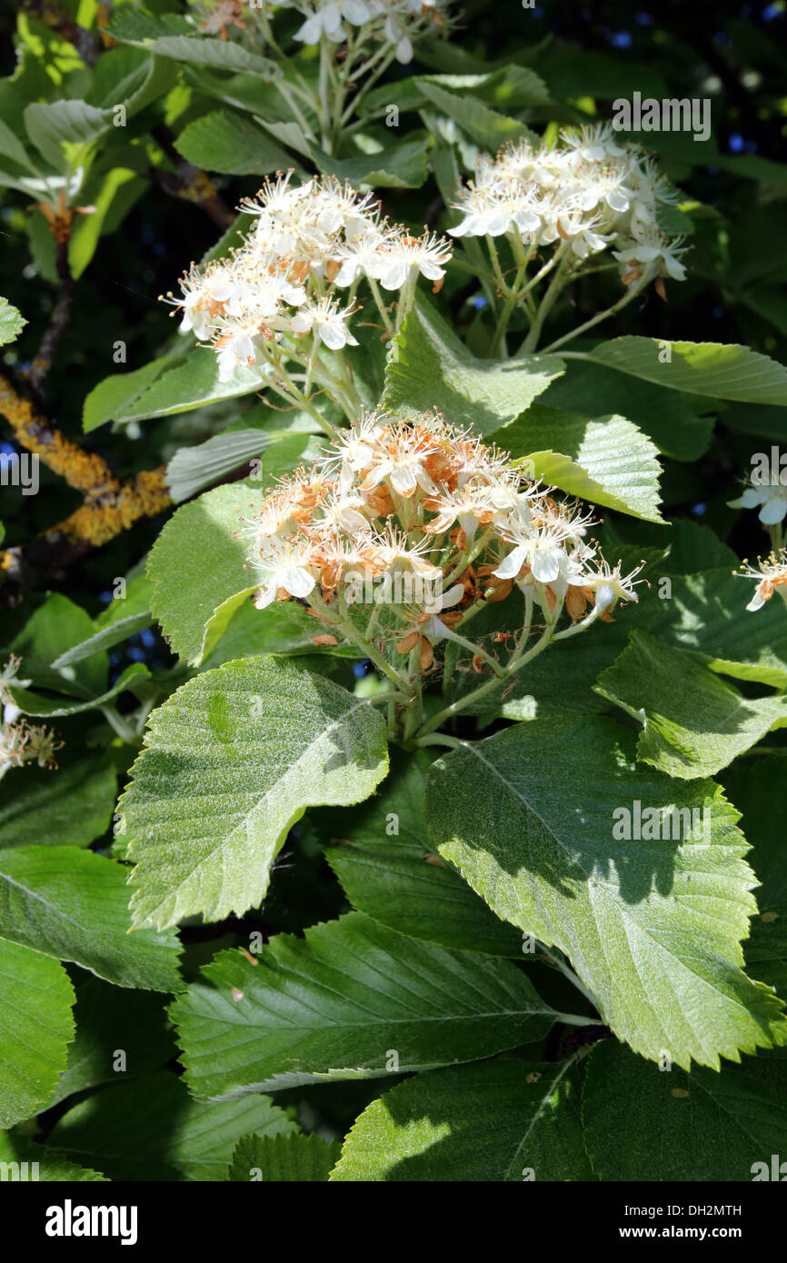 Sorbus aria, Whitebeam Stock Photo