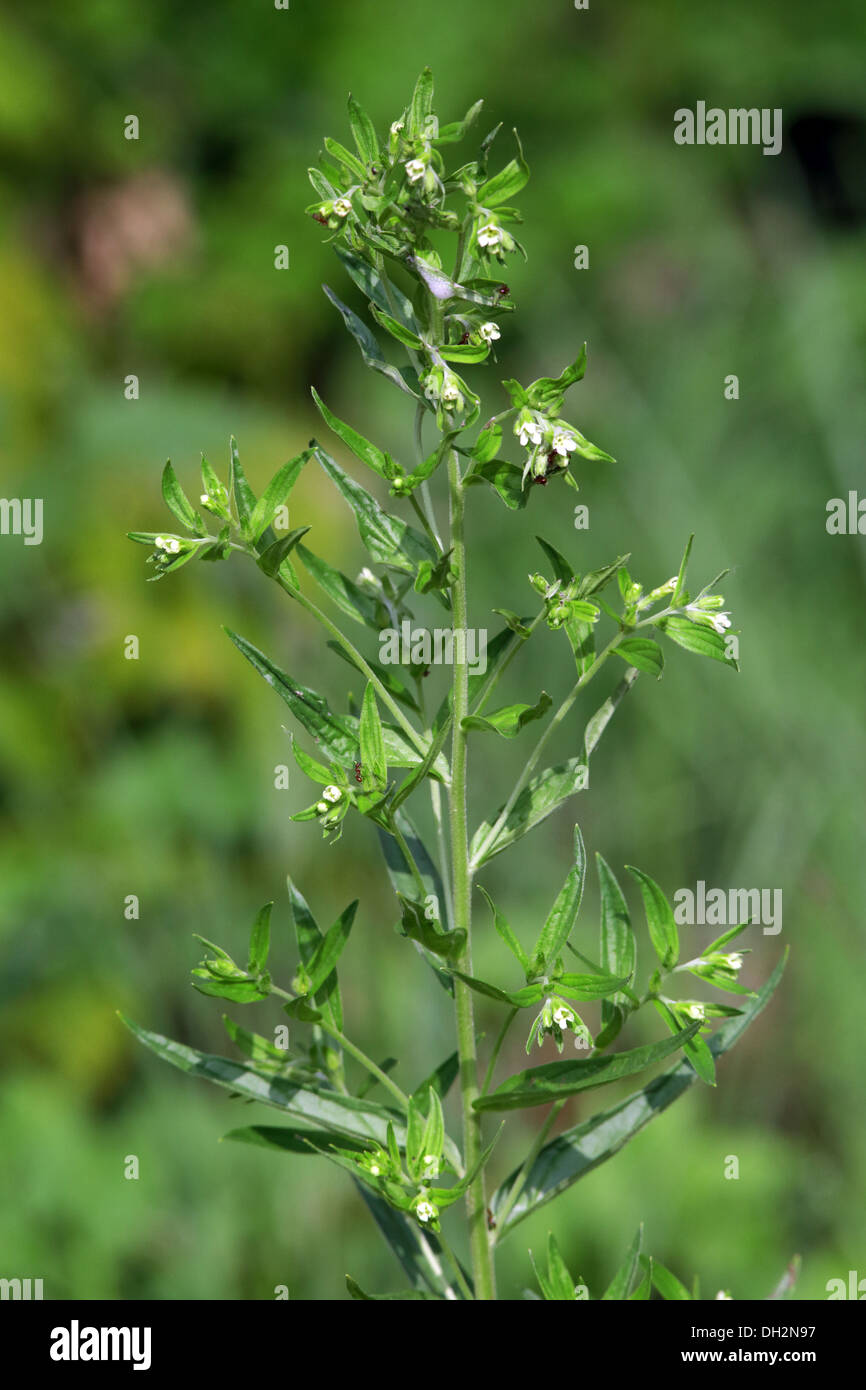 Common Gromwell, Lithospermum officinale Stock Photo