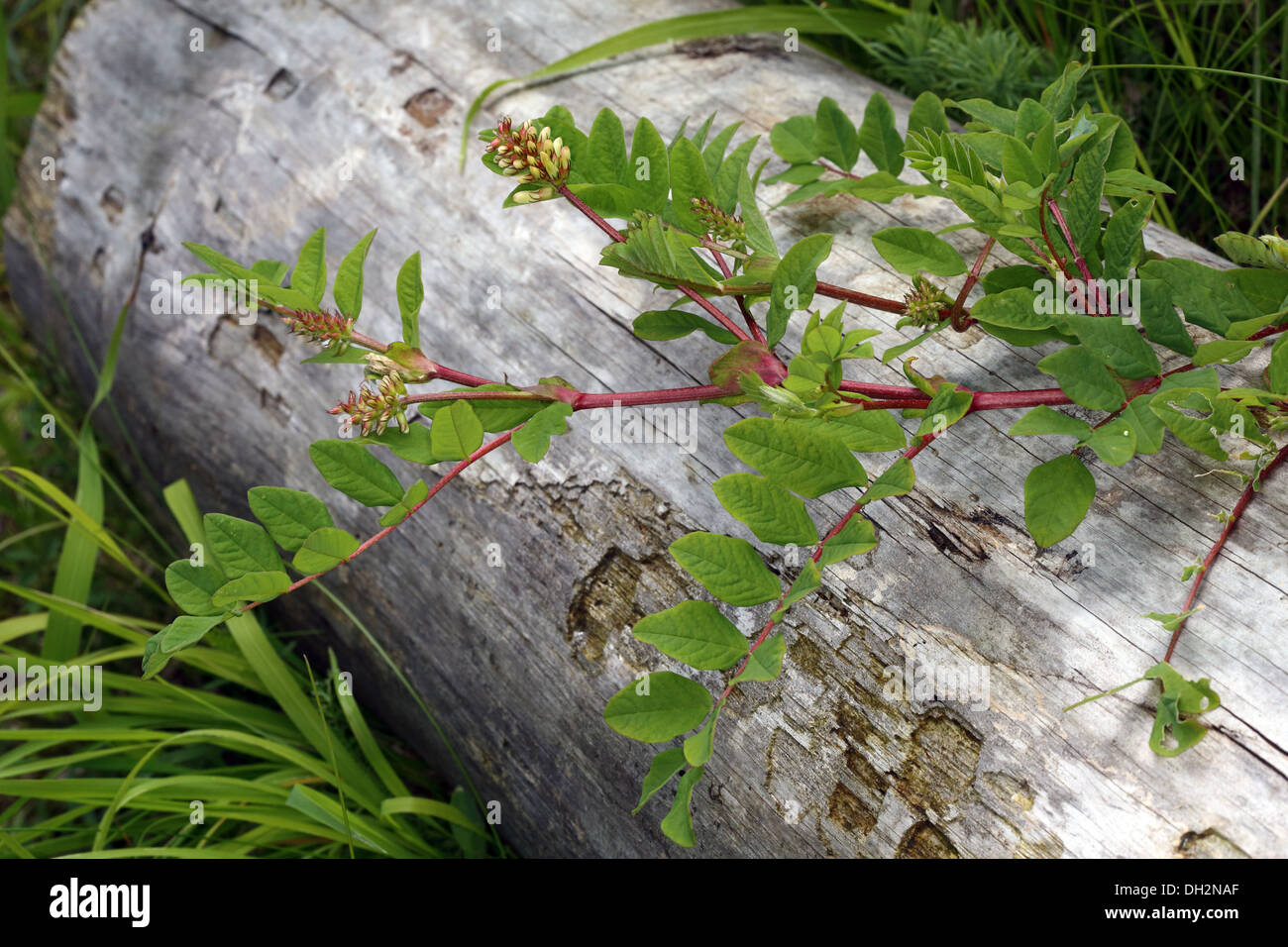 Wild Liquorice, Astragalus glycyphyllos Stock Photo