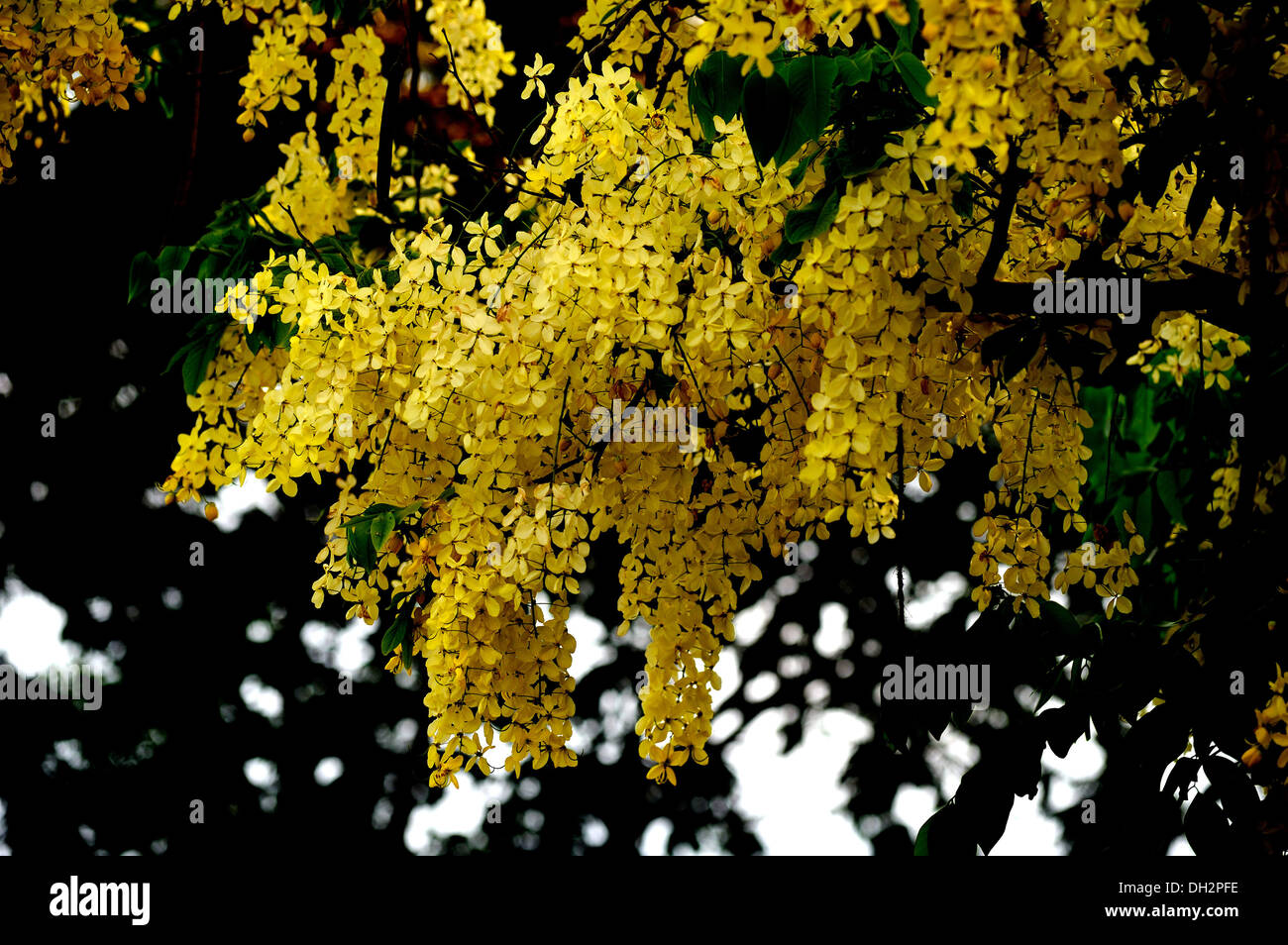 Golden shower Indian laburnum tree botanical name cassia fistula Stock Photo