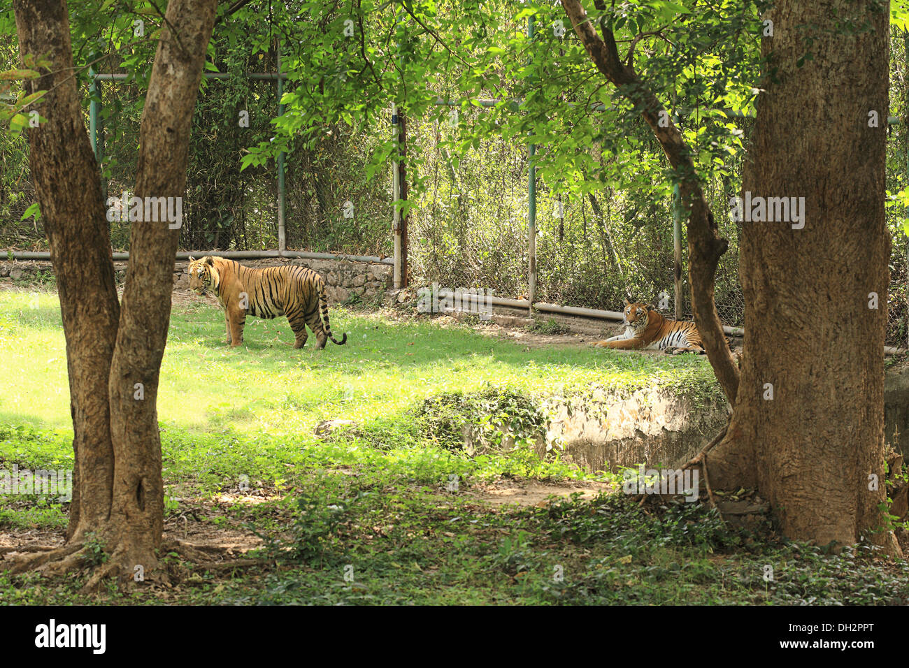 Tigers in Jamshedpur Zoo Jharkhand India Asia Stock Photo