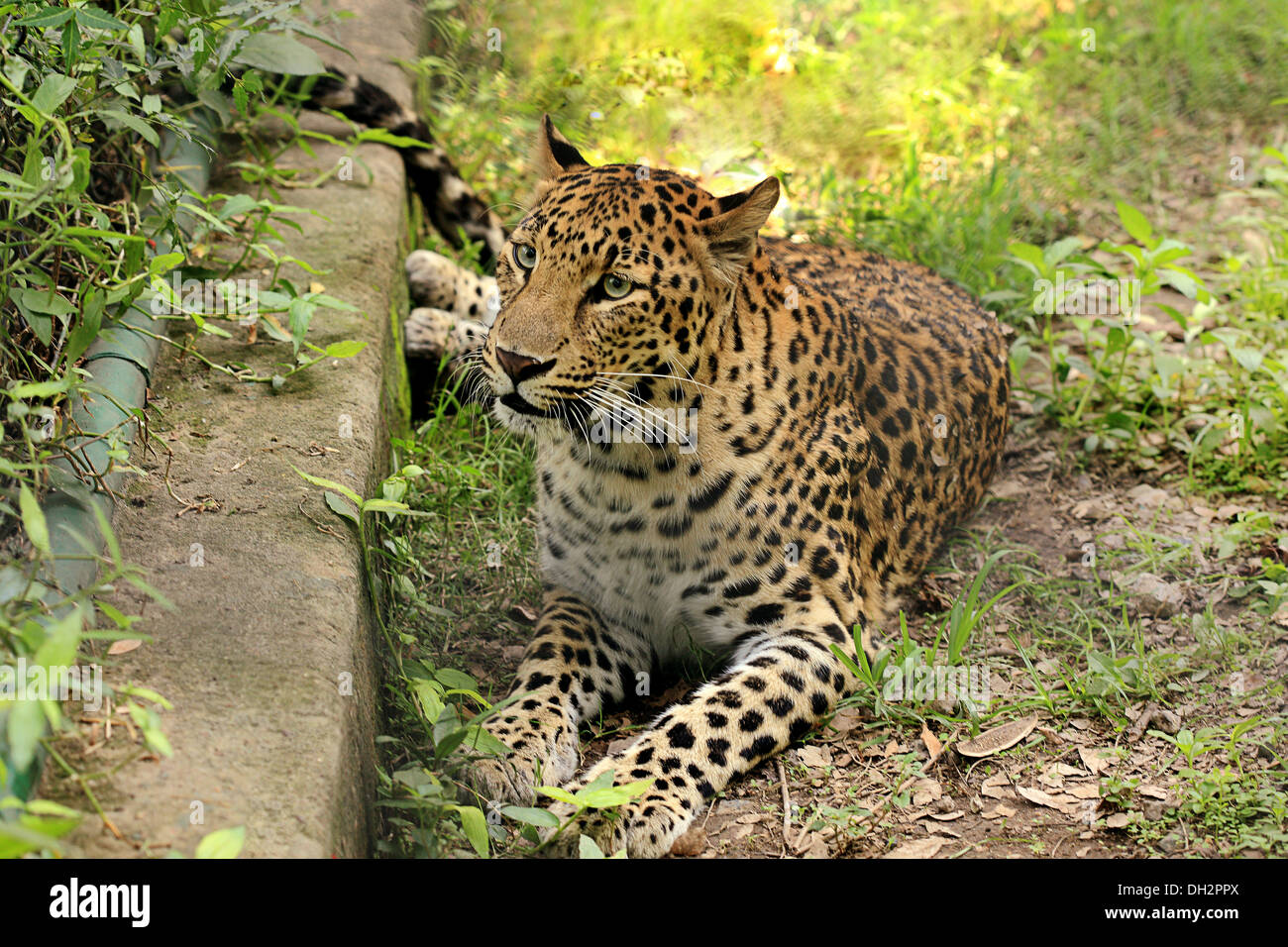 leopard sitting resting in Jamshedpur Zoo Jharkhand India Asia Stock