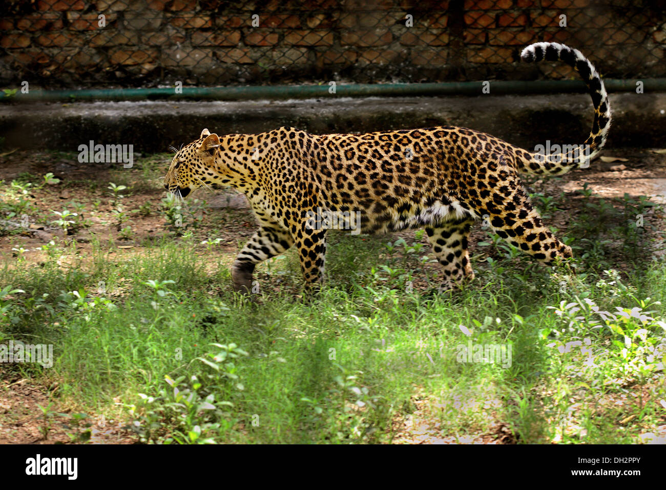 Leopard walking in Jamshedpur Zoo Jharkhand India Asia Stock Photo Alamy