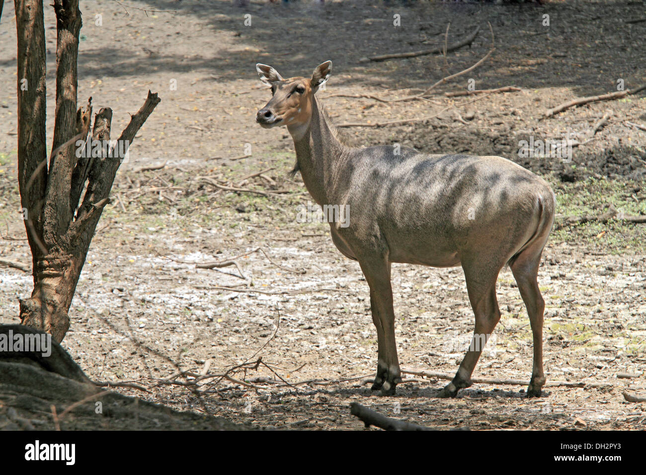 Nilgai blue bull in Jamshedpur zoo Jharkhand India Asia Stock Photo Alamy
