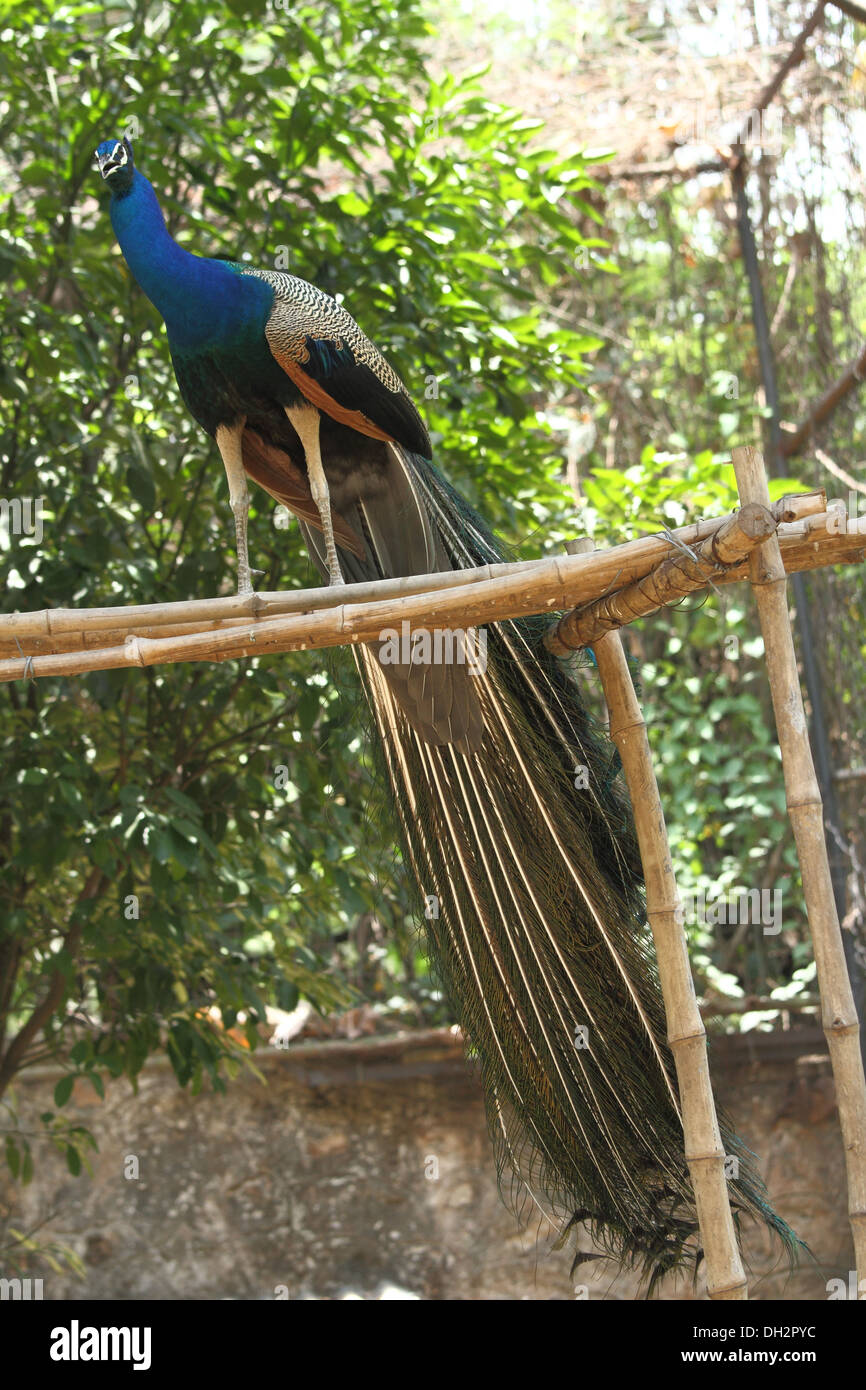 Peafowl , peacock , India , Asia Stock Photo