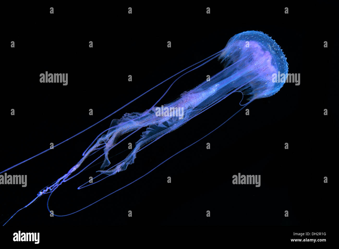 Mauve Stinger Jellyfish, Pelagia noctiluca, Big Island, Hawaii, USA Stock Photo