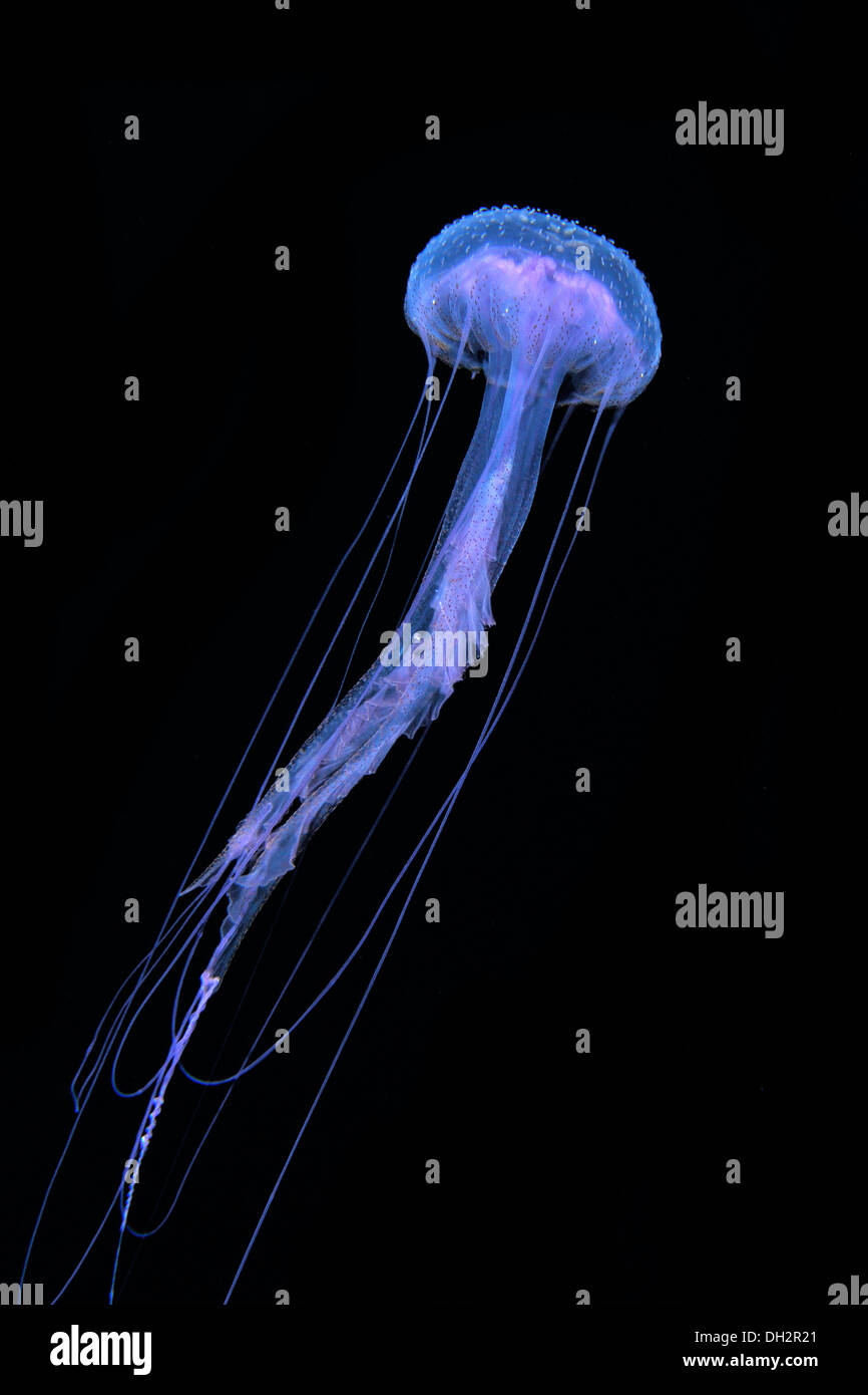 Mauve Stinger Jellyfish, Pelagia noctiluca, Big Island, Hawaii, USA Stock Photo