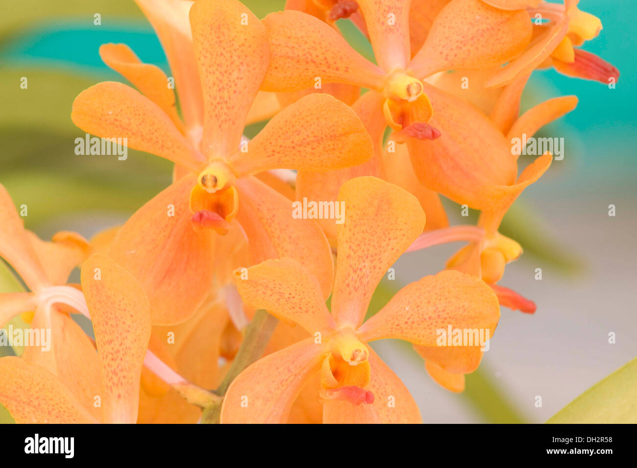 dendrobium orchid blooming , darjeeling , west bengal , india , asia Stock Photo