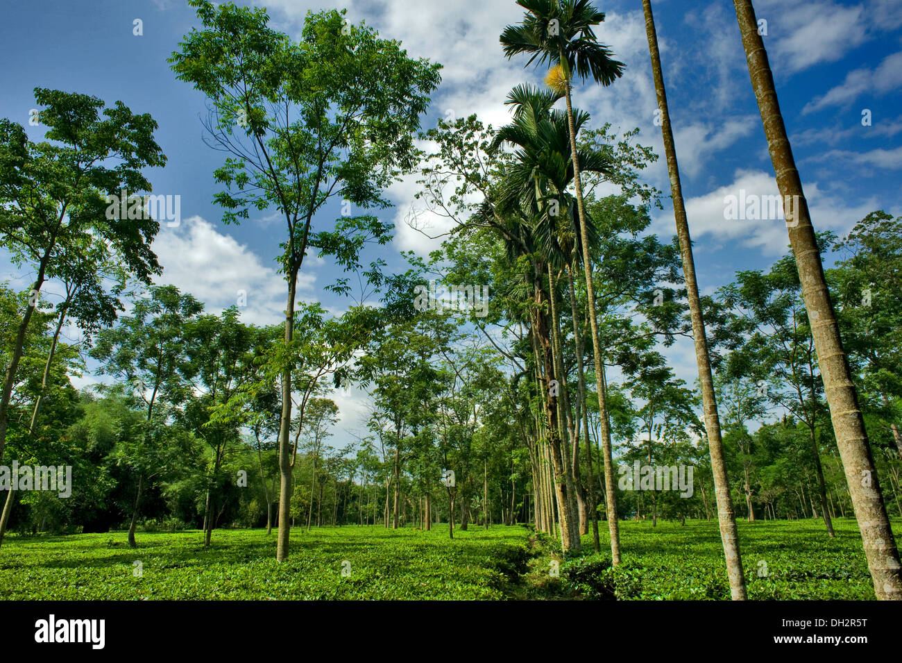 Tea Garden Tinsukia Assam India Asia Stock Photo Alamy