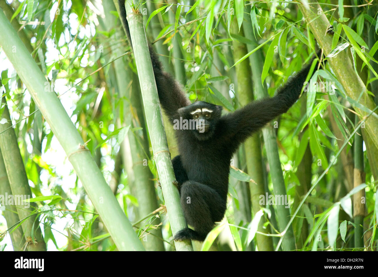 Hoolock Gibbon , Primate , Gibbons are apes in the family Hylobatidae