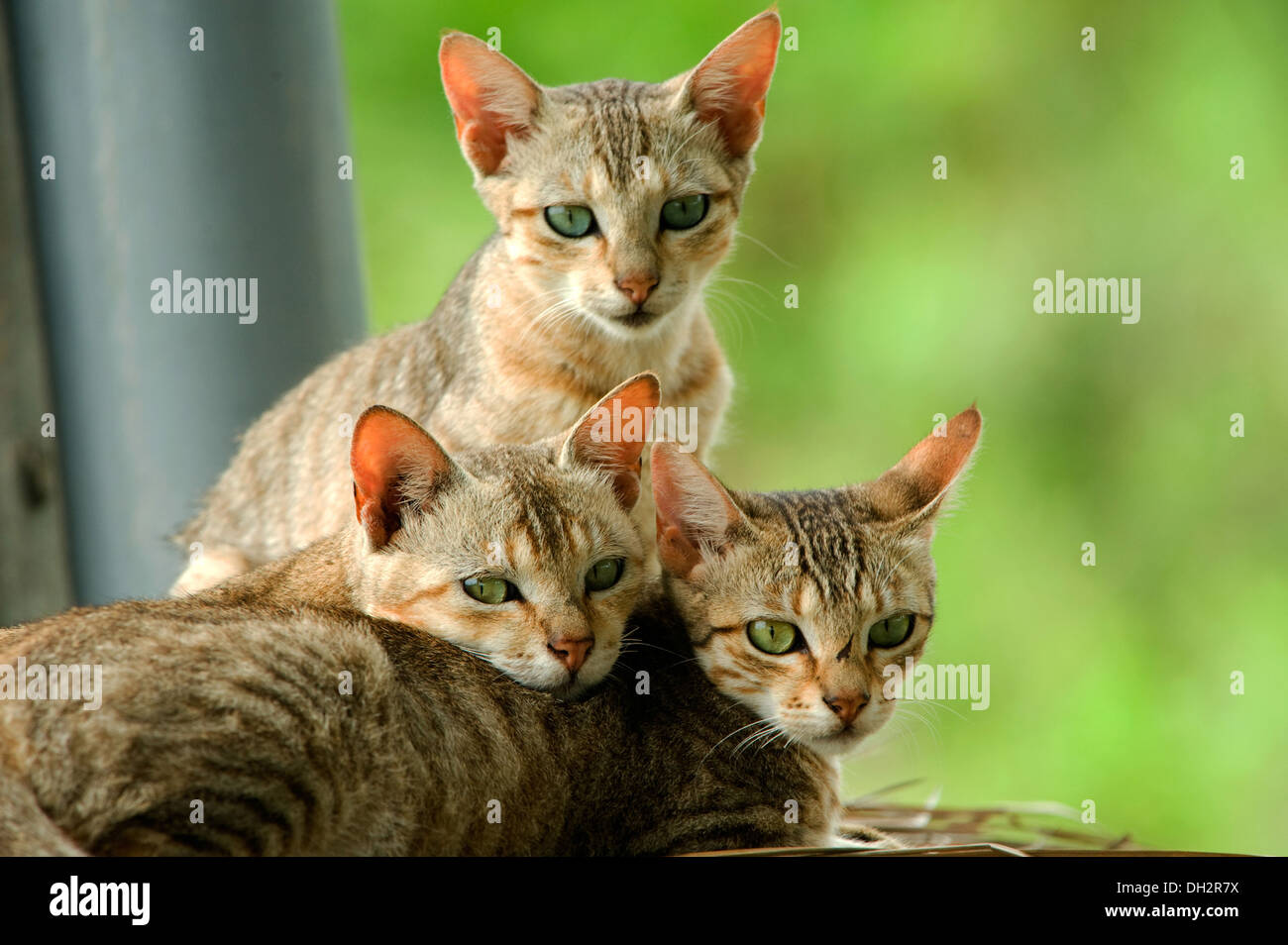 Kittens Stock Photo