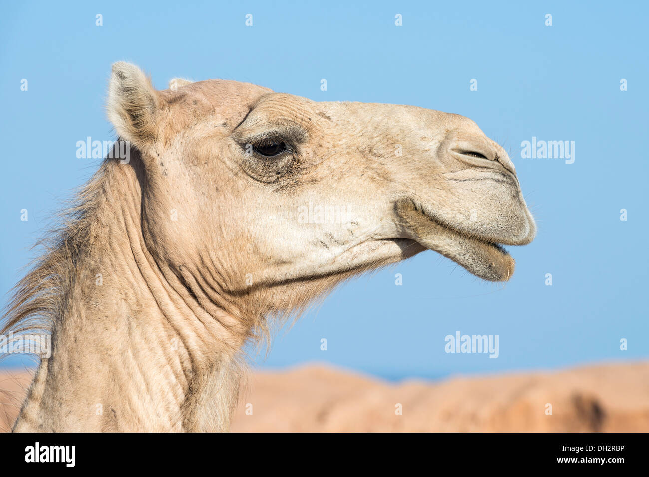 National animal of egypt hi-res stock photography and images - Alamy National animal of egypt hi-res stock photography and images - Alamy