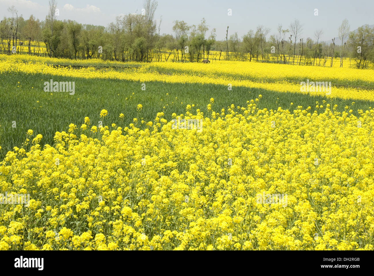 Mustard fields at pahalgam jammu & kashmir India Stock Photo Alamy
