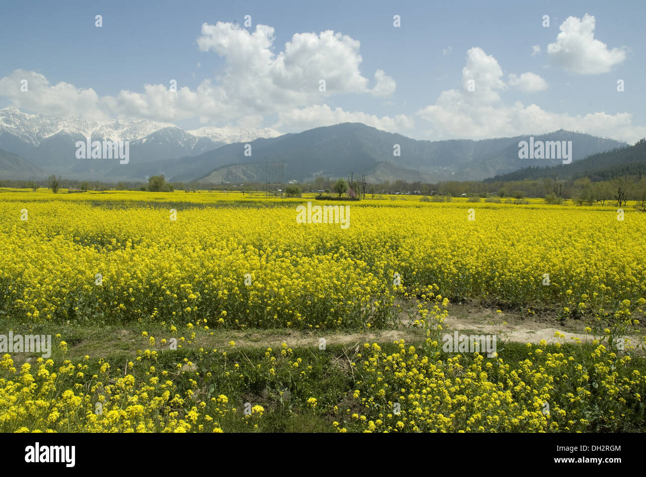 mustard field at pahalgam jammu & kashmir India Stock Photo Alamy