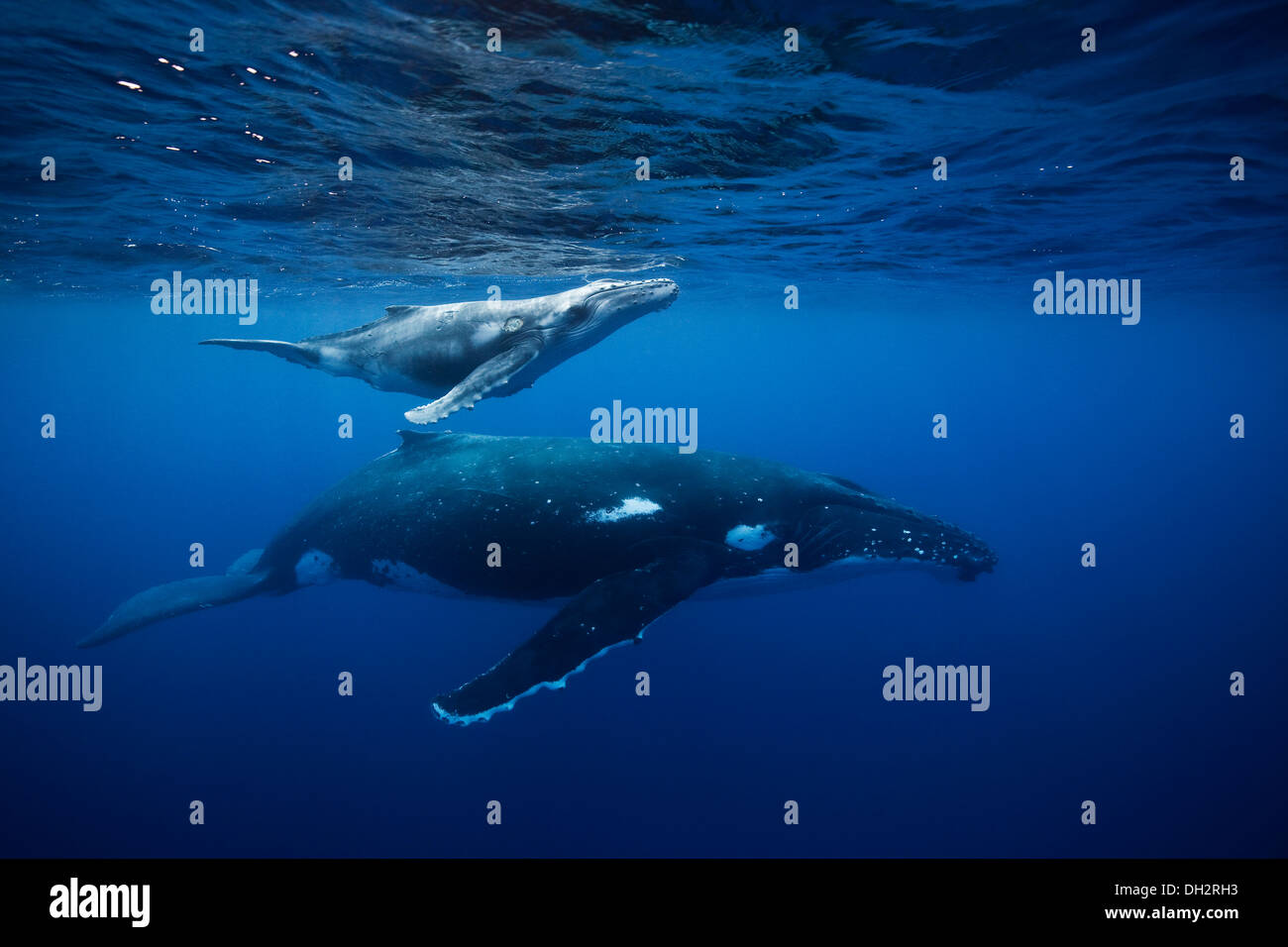 Humpback whales underwater Stock Photo