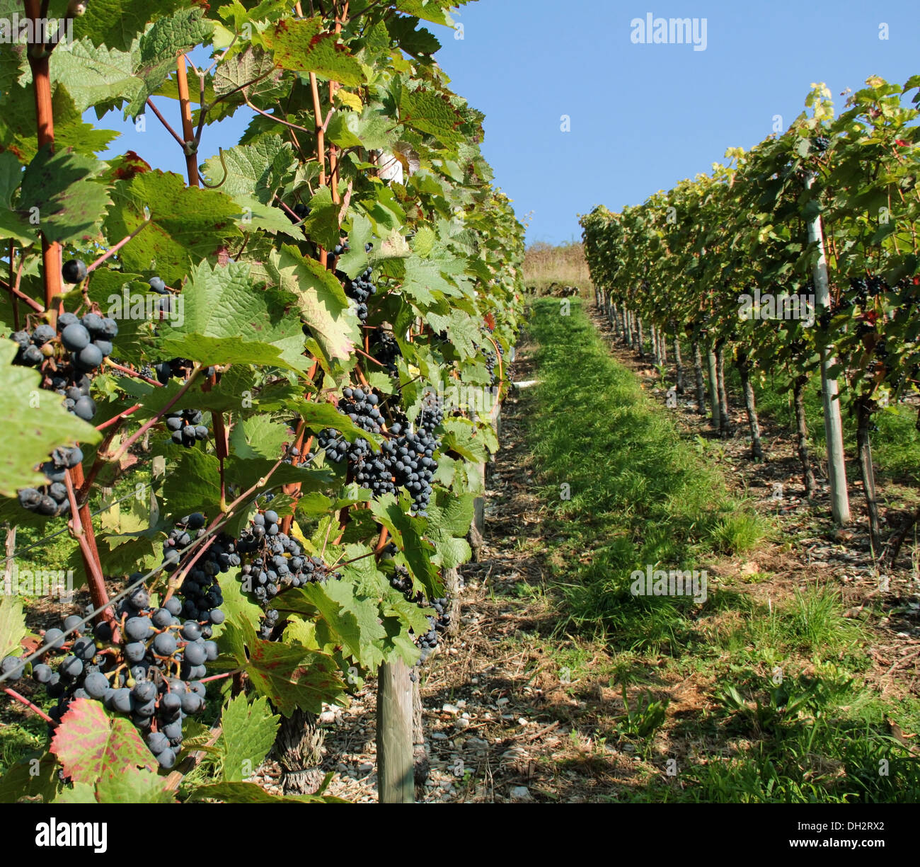 Row vineyard ripe bunch hi-res stock photography and images - Alamy