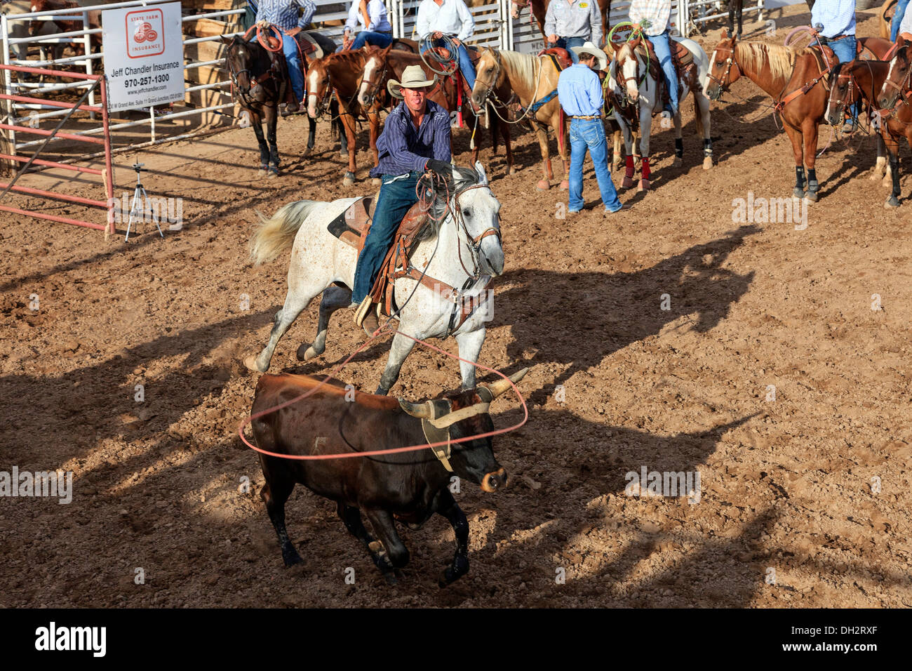 Cowboy on horseback, roping a young steer or calf at Rimrock rodeo, Grand Junction, Colorado, USA Stock Photo