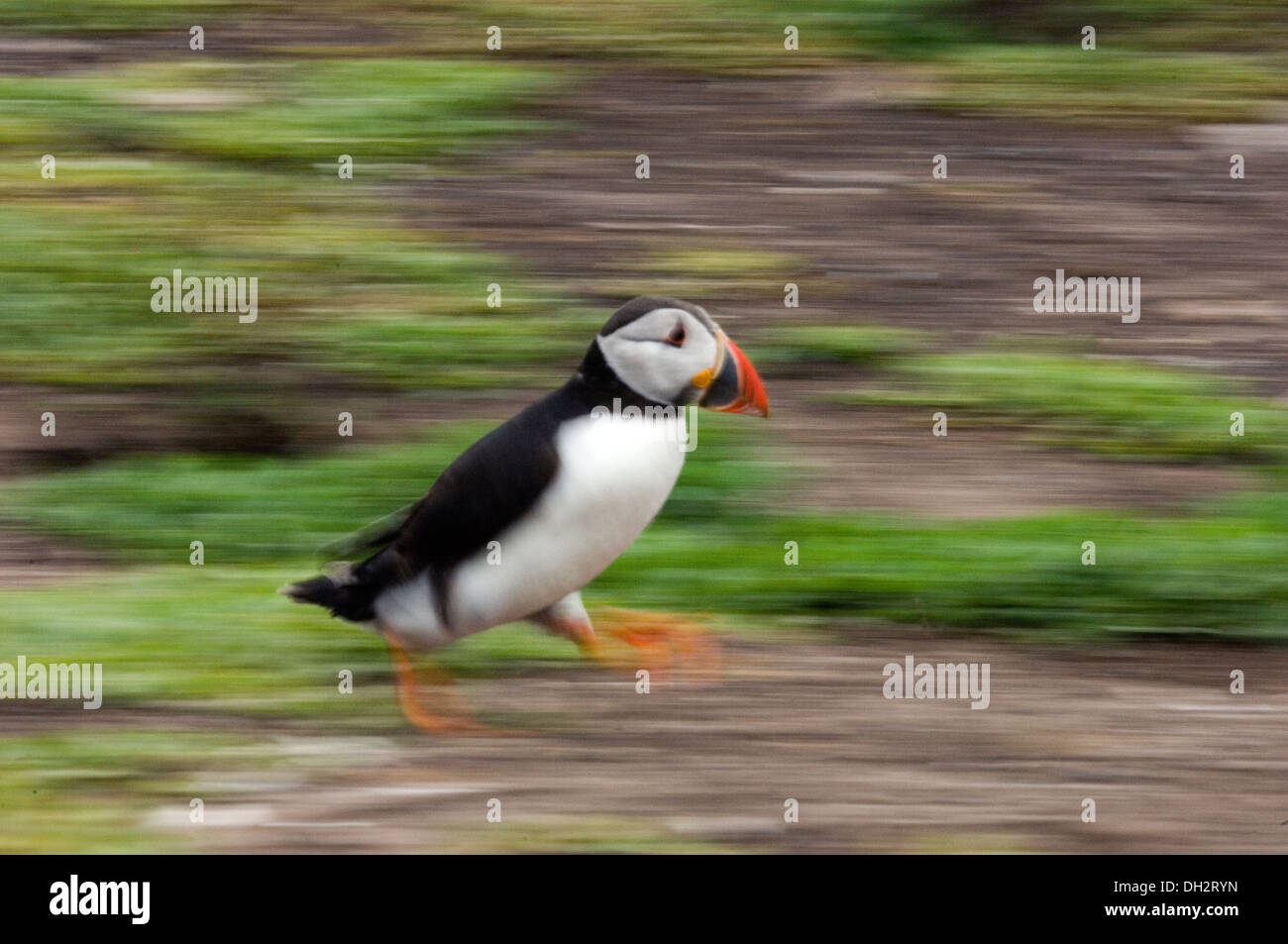 Puffin, Pulcinella di mare, Fratercula arctica, uccello, uccelli, Farne Island, United Kingdom, UK, panning Stock Photo