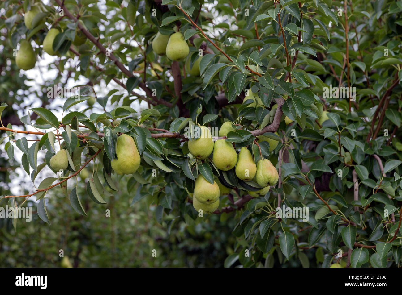 Fresh pears growing on the tree and o be used to make pear wine, Palisade, Colorado, USA Stock Photo