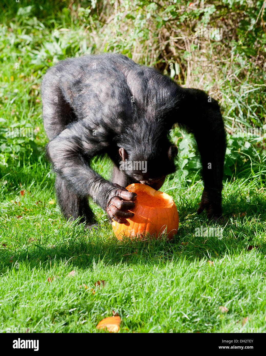 Dunstable, Bedfordshire, UK. 30th Oct, 2013. The animals at ZSL Whipsnade Zoo will be getting their fangs into some tasty treats , as they’re dished up pumpkin platters to get them into the spooky spirit. chimpanzees playing with their  Jack O ’Lanterns.© Brian Jordan/Alamy Live News Stock Photo