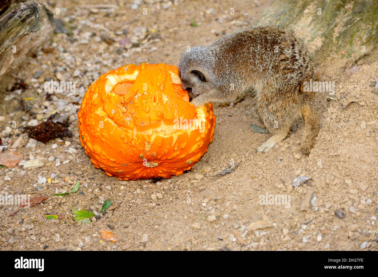Dunstable, Bedfordshire, UK. 30th Oct, 2013. The animals at ZSL Whipsnade Zoo will be getting their fangs into some tasty treats , as they’re dished up pumpkin platters to get them into the spooky spirit. Meerkats Paul, George and Ringo are enjoying a breakfast of crickets hidden inside Jack O ’Lanterns. © Brian Jordan/Alamy Live News Stock Photo
