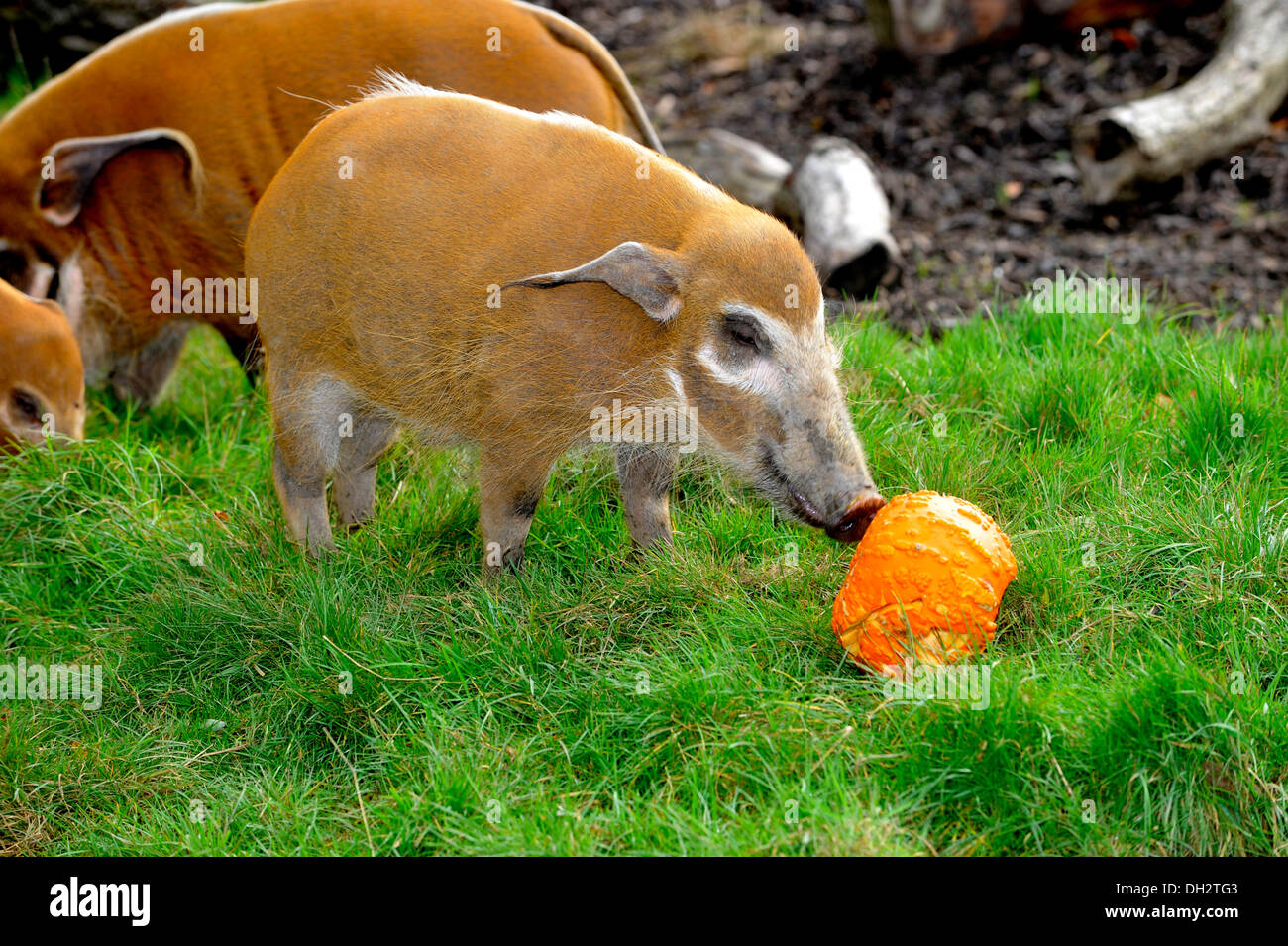 Dunstable, Bedfordshire, UK. 30th Oct, 2013. The animals at ZSL Whipsnade Zoo will be getting their fangs into some tasty treats , as they’re dished up pumpkin platters to get them into the spooky spirit. Red River Hoggs playing with their  Jack O ’Lanterns. © Brian Jordan/Alamy Live News Stock Photo
