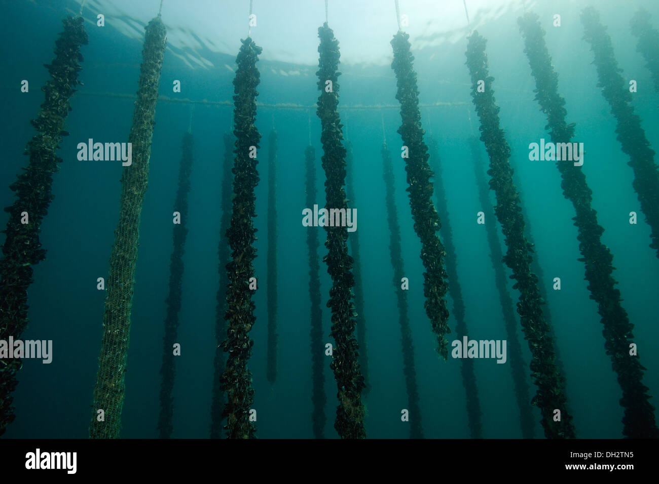 Shell Farm, Mytilus edulis, Piran, Istria, Slovenia Stock Photo