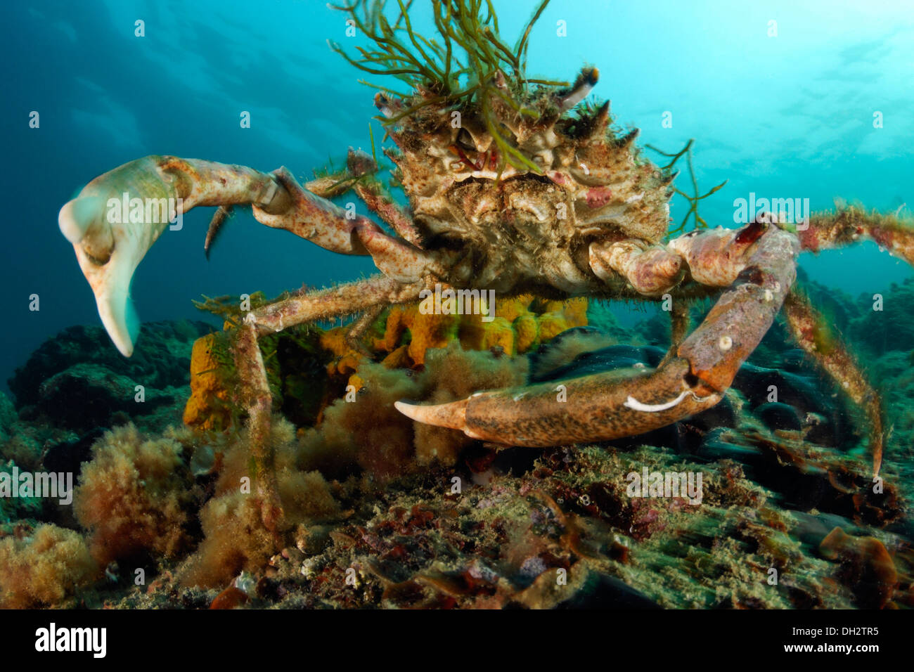European Spider Crab High Resolution Stock Photography and Images Alamy