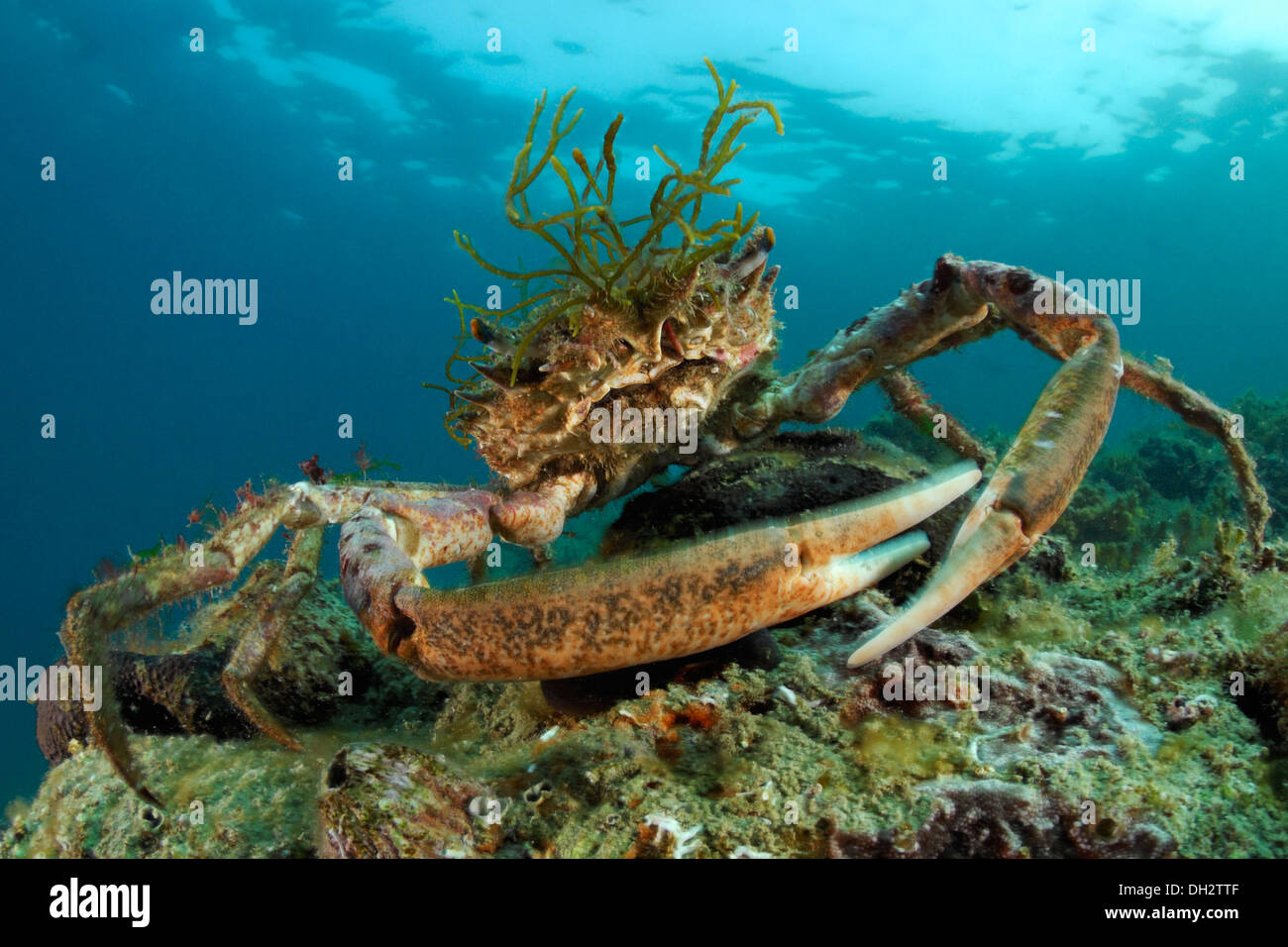 European Spider Crab, Maja squinado, Piran, Istria, Slovenia Stock Photo