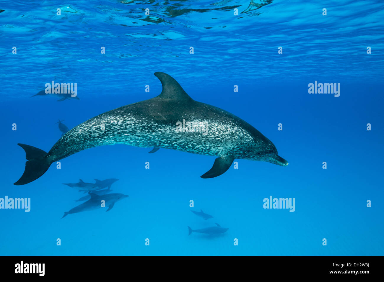 Atlantic Spotted Dolphin, Stenella frontalis, Caribbean, Bahamas Stock Photo