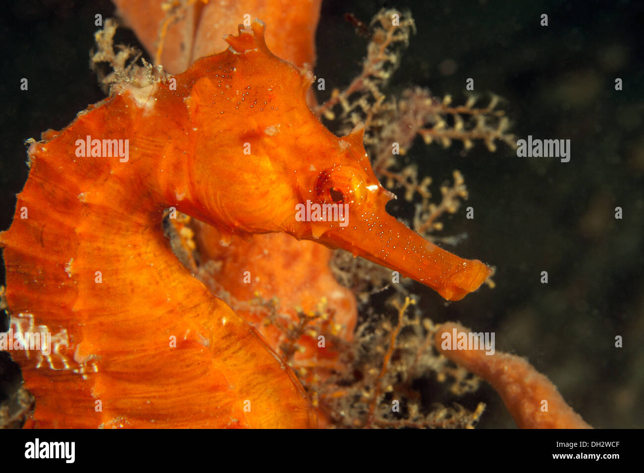 Lined Seahorse, Hippocampus erectus, Florida, USA Stock Photo - Alamy