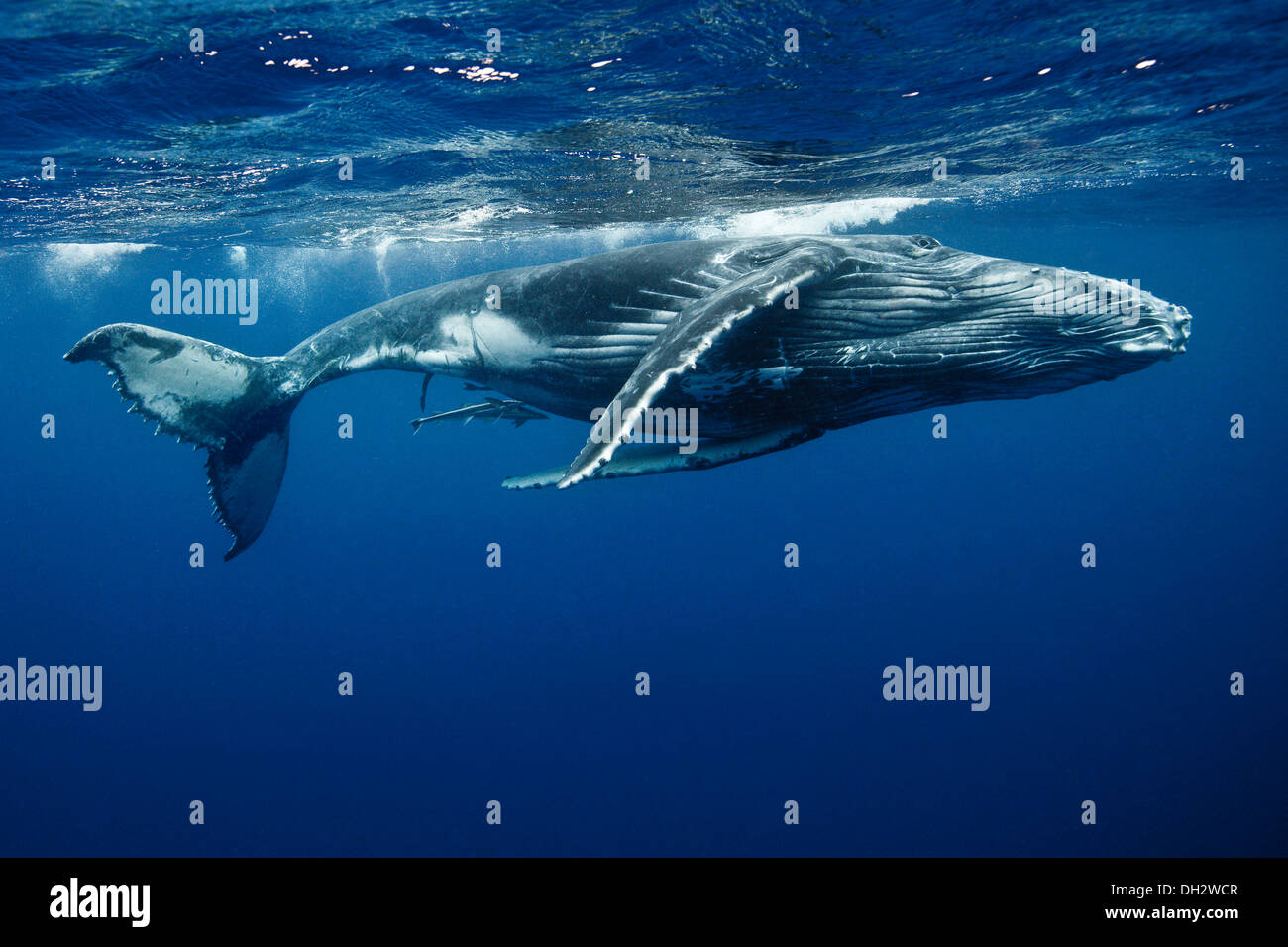Humpback whales hi-res stock photography and images - Alamy