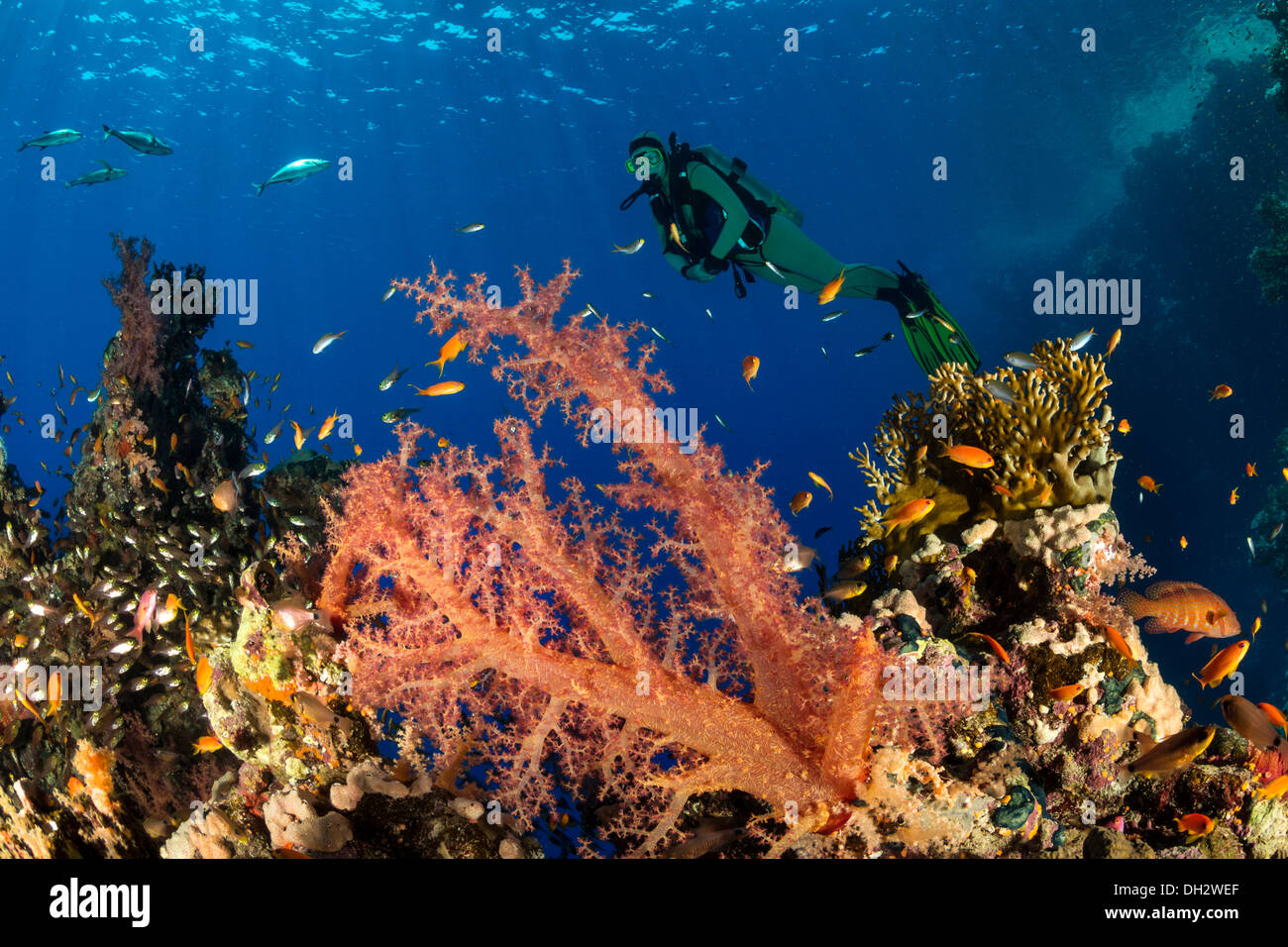 Scuba diving in Red Sea, Ras Muhammad, Sinai, Egypt Stock Photo