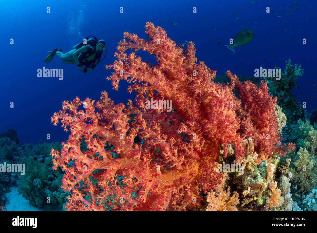 Scuba diving in Red Sea, Ras Muhammad, Sinai, Egypt Stock Photo