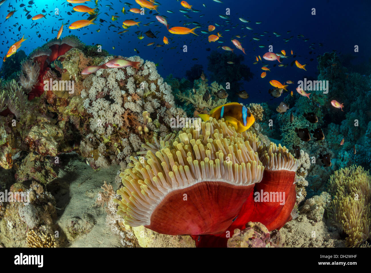 Red Sea Anemonefish in Magnificent Anemone, Amphiprion bicinctus, Ras Muhammad, Red Sea, Sinai, Egypt Stock Photo